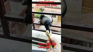 #Shorts#Feeding crow#Demanding crow#haluwa lover#emotions#smart crow#birds love#viral