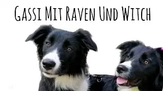 Gassi mit Raven und seiner Schwester