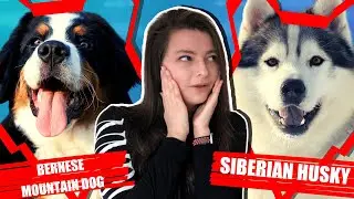 BERNESE MOUNTAIN DOG V SIBERIAN HUSKY