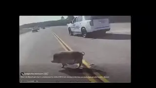 WATCH: Huntington police officer chases potbellied pig on Highway 69