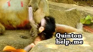 LEST PROTECT ! Quinton use eyes call mom help...me | Baby first day start lest care.
