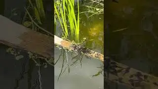 Found a baby bird #birds #bird #birdwatching #funnypet #tadpoles #funny #fish  #grass #water #cool