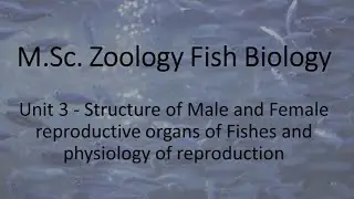 Fish reproduction - Msc Zoology Fish Biology Paper 3 Unit 2