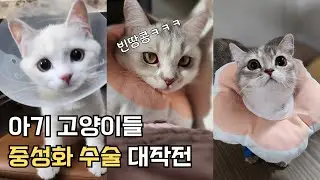 3마리 수술 하는 날 | 고양이 중성화 수술 브이로그 | 중성화 수술 시기 | 중성화 비용  | 수술 후 변화 | 젤리네 가족사 EP10