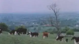 A way with warbles (1955)
