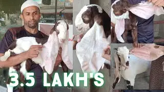 AA1 goat farm hyderabad | Habeeb omer ka nayaab hyderabadi collection gulabi