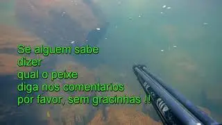 Descoberto novo peixe no RIO PARDO-SP  Leporellus Vittatus
