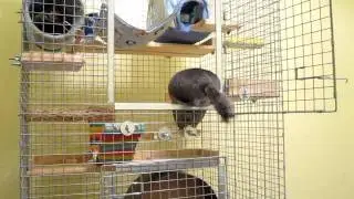 Ninja Chinchilla Cage Climb