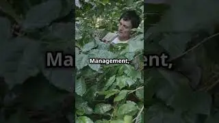 Sustainable Coffee Farming Practices-#SustainableCoffee #CoffeeFarming #ShadeGrownCoffee