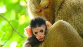 Kidnaper Bonita is really love baby Anya she grooming to baby monkey Anya