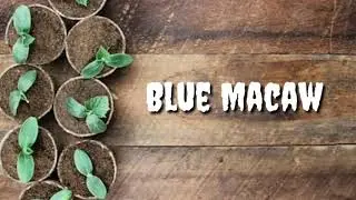 Blue Macaw | Free Music For YouTube Video | Inspirational Music