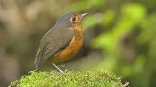 Slate-crowned Antpitta and its Song