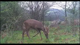 Chevrette de jour, li&egrave;vre de nuit et de jour
