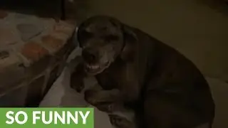 Stubborn dog refuses to get out of bed, mocks owner with grin