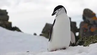 Verse Of The Pengwin | Sound Effect | [Download Link]