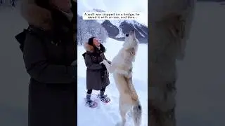 Rescue trapped wolves #wildliferescue #animalfriendshipgoals #rescue #animals #wolf #wildlife