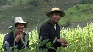 DIVERSIFICACIÓN AGRÍCOLA EN CIUDAD ARCE CON EL CULTIVO DE CHAN
