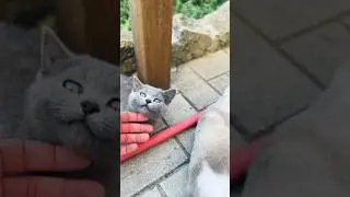 Аполлон #catspride #cat #music #cute #pride #kitten #funny #pets #funnycats #animals