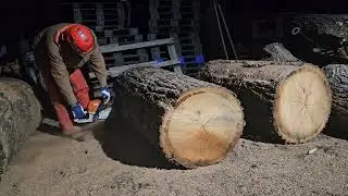 Marking and bucking nice red oak logs