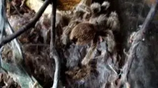 Spider's feast