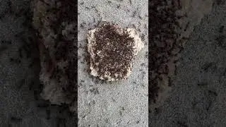 Tiny Ants on the Move: Collecting Food Like Pros! #Insects #NatureDocumentary #AntsInvasion #Ants