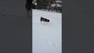 Gimbo Slipping and Sliding on ICE 😂😂