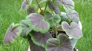 Geranium Black Velvet Rose