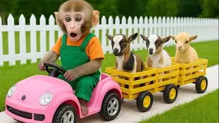 Bim Bim the clever monkey's farm is in chaos — his dream has astonished everyone!