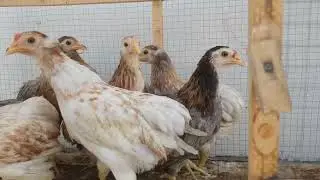 how to identify male and female in ameraucana chicks