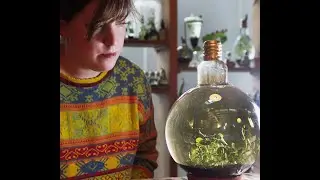 Time lapse making big light bulb plant and oxalis dancing