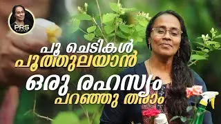 പൂ ചെടികൾ പൂത്തുലയാൻ ഒരു രഹസ്യം പറഞ്ഞു തരാം ! Special Tip For Flower Plants ! PRS Kitchen