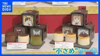 【物価高のクリスマス】ケーキが“小型化”!?　素材の“パーツ売り”で価格を抑える提案も…｜TBS NEWS DIG