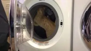 Cat running in the washing machine