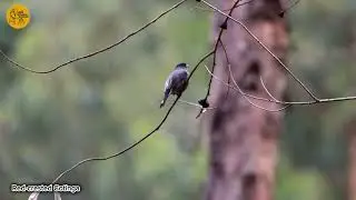 Red crested Cotinga / Cotinga de cresta roja