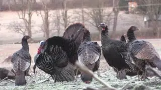 Accidental CLOSE encounter with a large winter flock of wild turkeys! Great footage!