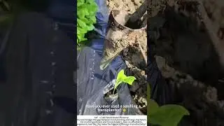 Speed Planting: The Handheld Seedling Transplanter in Action 🚜