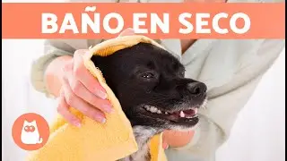 Cómo LIMPIAR a un PERRO sin BAÑARLO 🐱🧽 (3 Maneras)