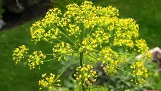 Dill Tea & its health Benefits