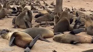 Seal Mating Rituals
