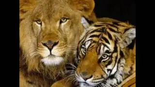 SHER AYA... SHABBIR REHMANI.
