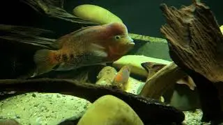 Vieja melanurus