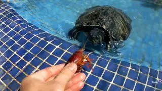 Pescando cangrejos para dárselos de comer a mis tortugas!!