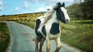 Ponies Round Up Time : Bodmin Moor, Cornwall