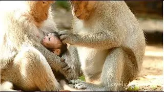 Baby Jilla is Beautiful That Why Popeye really Want To Hug but Mom Jill Deny to Grab Her Baby.
