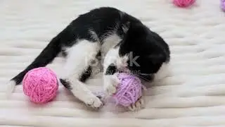 Adorable Cat vs  Yarn Chaos!