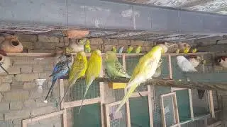 budgies colony setup | australian parrots setup