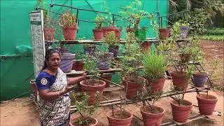Immune Boosting Herbal Garden