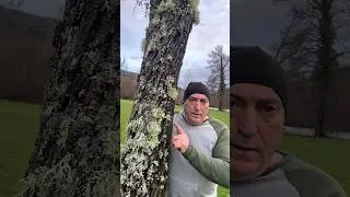 Sab&iacute;ais esta curiosidad del liquen de roble?