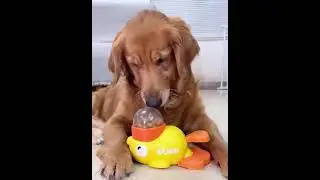 #funnyanimal #viralvideo #puppy #pets #india #instagram #islam #video #reels #funnydog #funnypet #fb