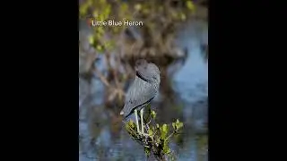 Little Blue Heron